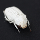 A Cyphochilus beetle.